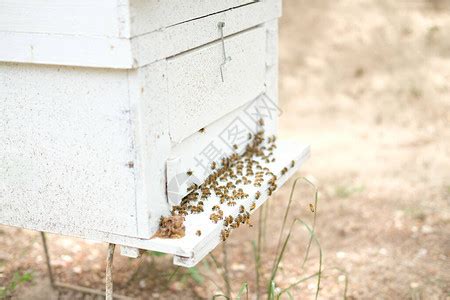 屋企有蜜蜂巢|蜜蜂入屋 ｜蜜蜂入屋預兆｜「手作治蟲」蜜蜂入屋原